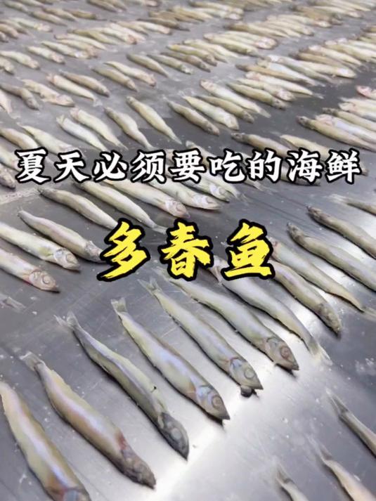 多春鱼是雌雄同体的一种鱼