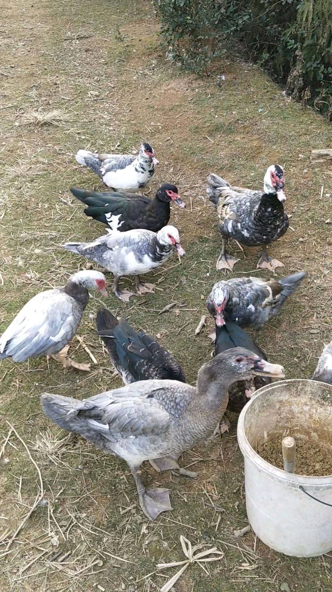 乡村灰番鸭,这种颜色的鸭子你见过吗