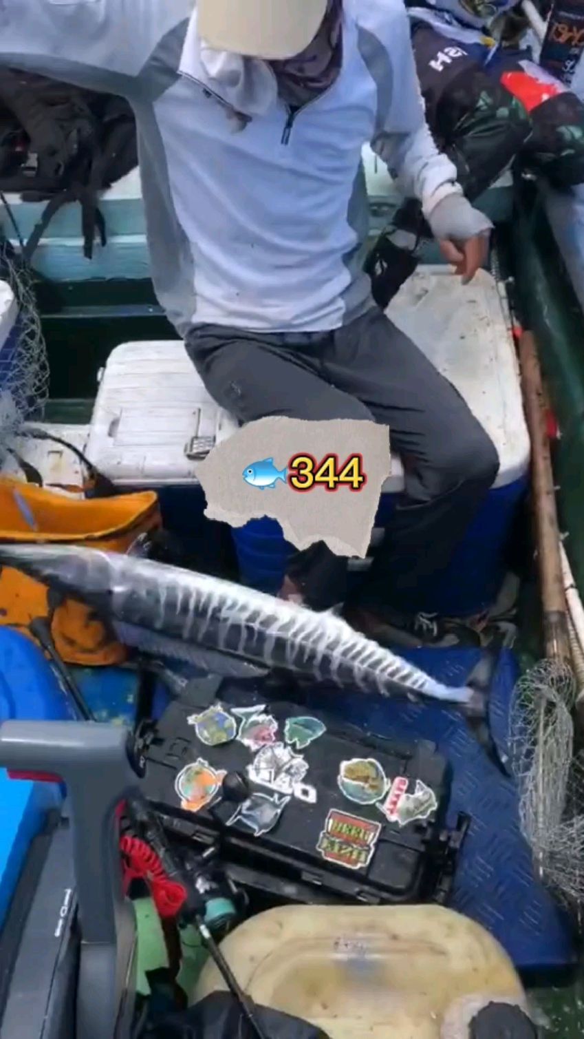 钓鱼人344!海狼鱼又凶又快,长长的身子不好抄