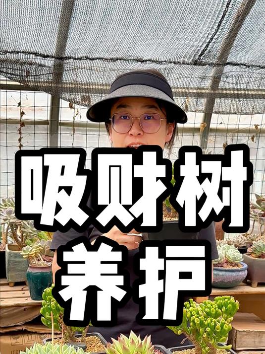 大家想要的吸财树的养护方法来了。还有什么品种想学的,评论区告诉我