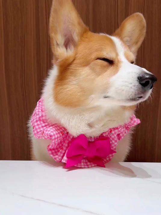 柯基犬日常,喝鲍鱼萝卜汤