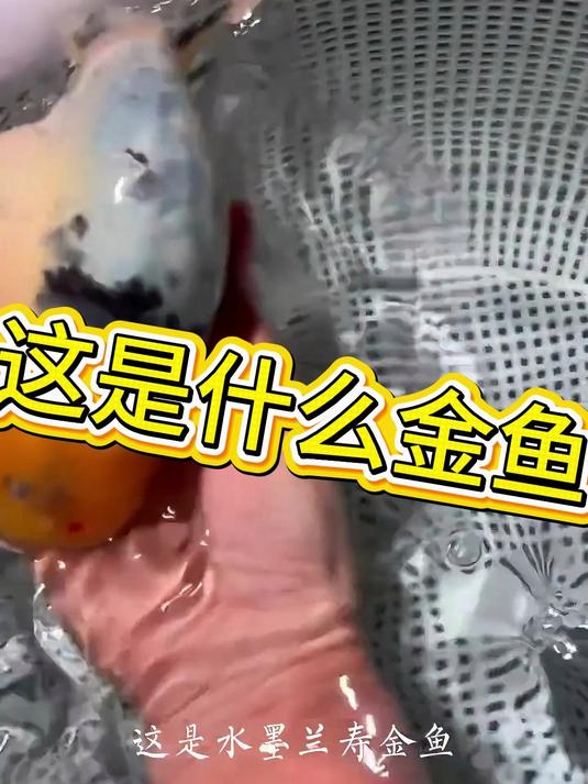 水墨兰寿金鱼