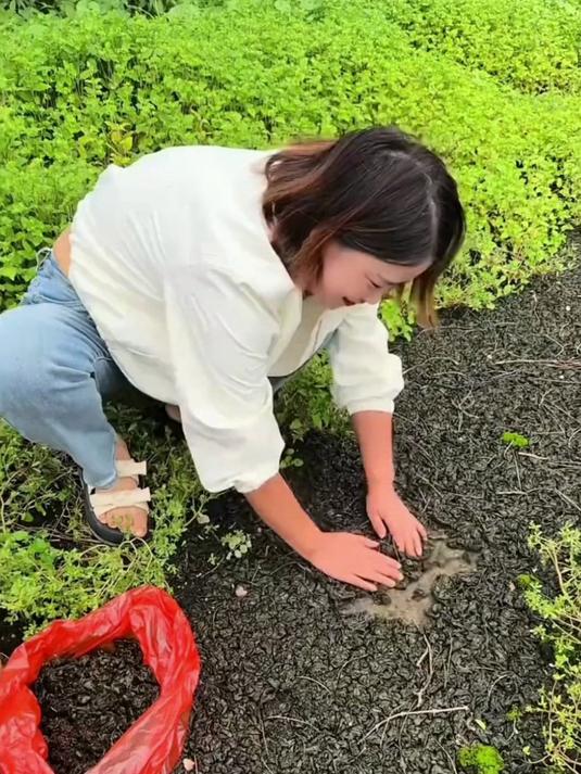 什么是地皮菜