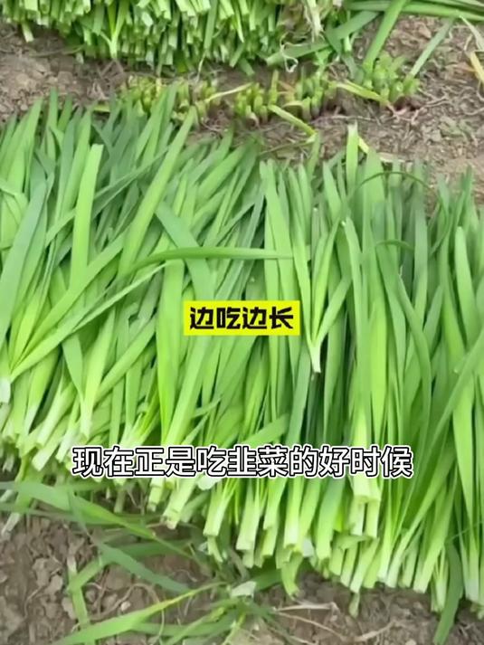 红根韭菜根,红茎切面像玛瑙纹,烤茄子撒韭花酱香到吮指