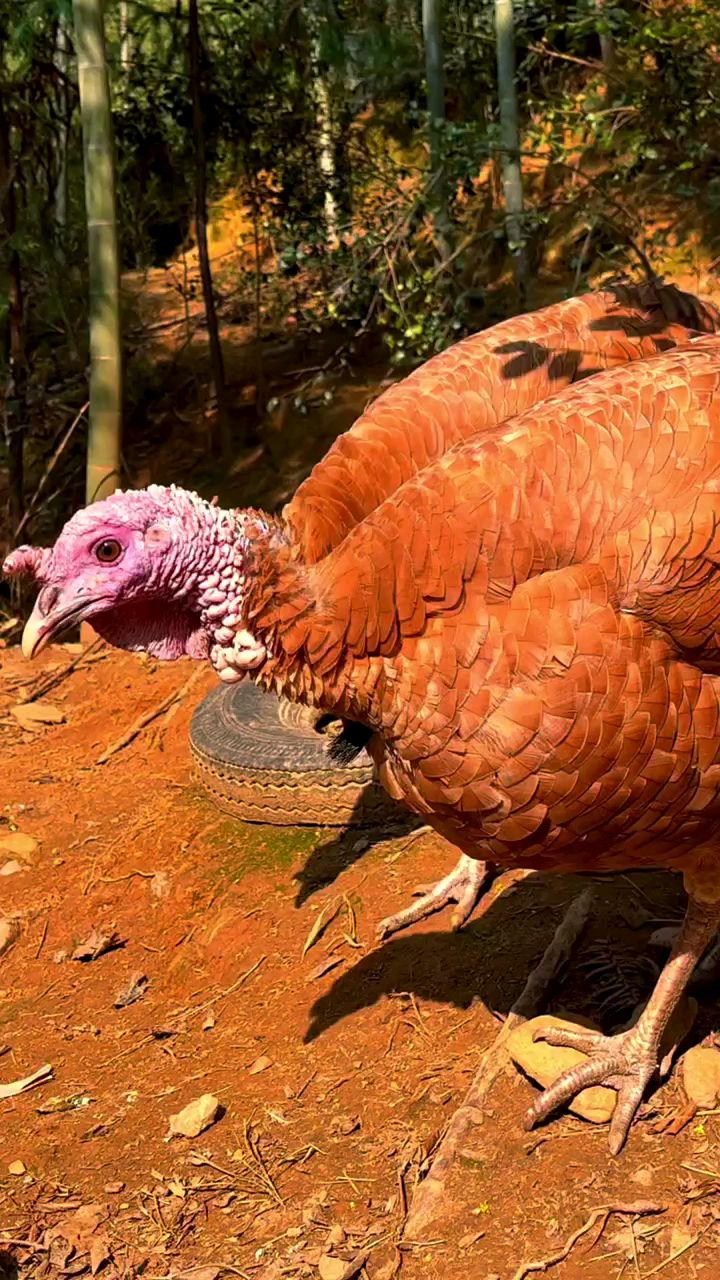 观赏红火鸡不错不错