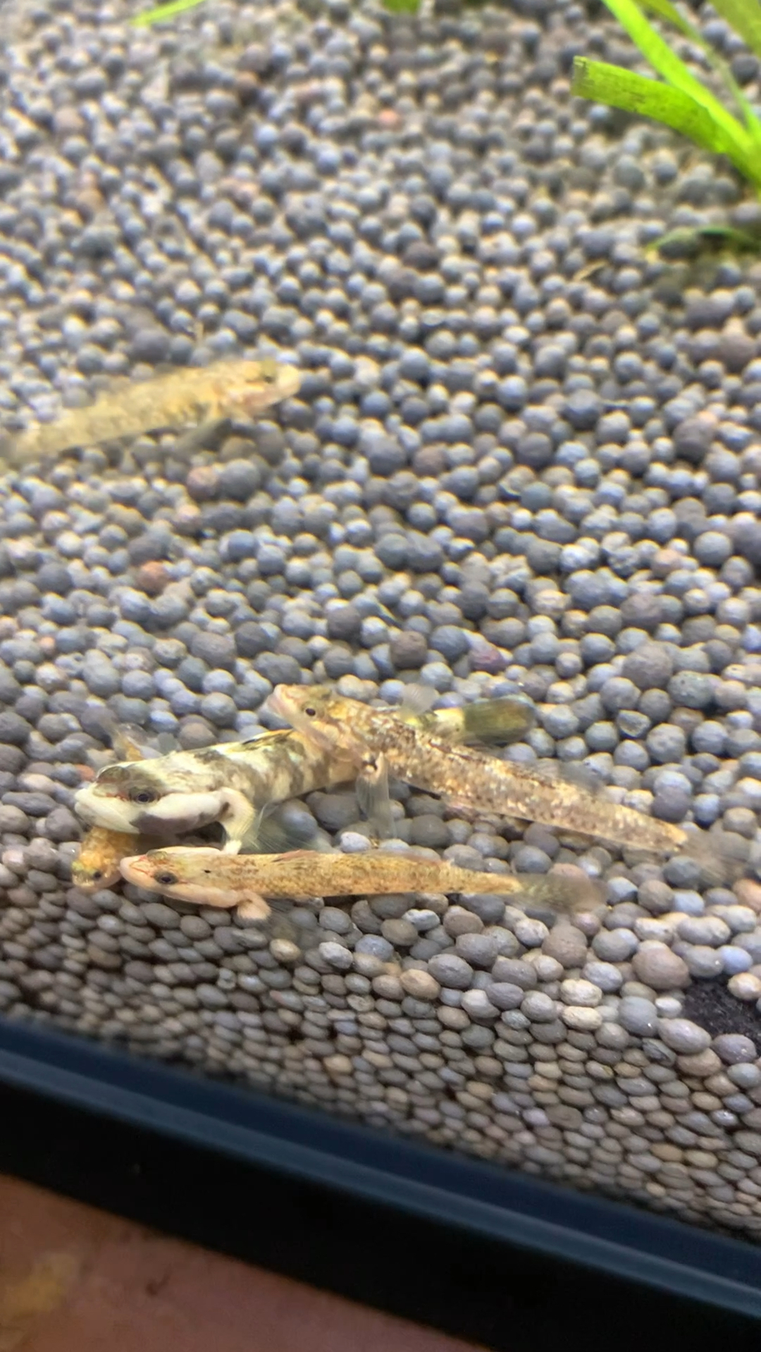 各种发色溪吻鰕虎鱼,倒入鱼缸那一刻鱼缸充满了活力!