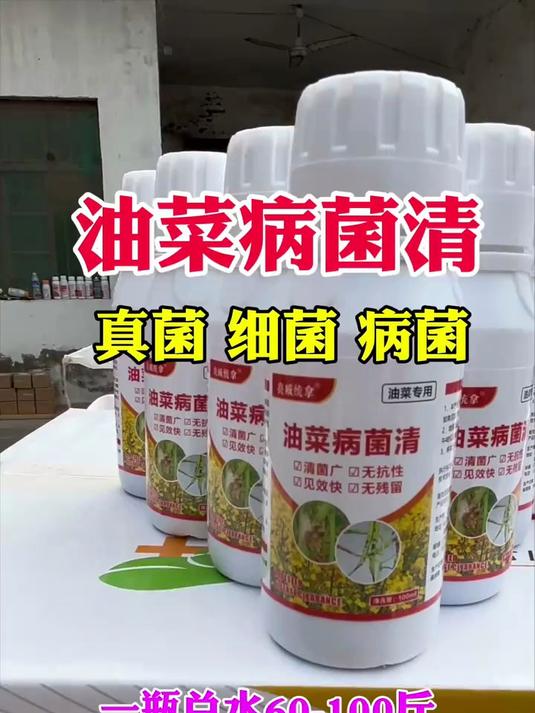 油菜病菌清