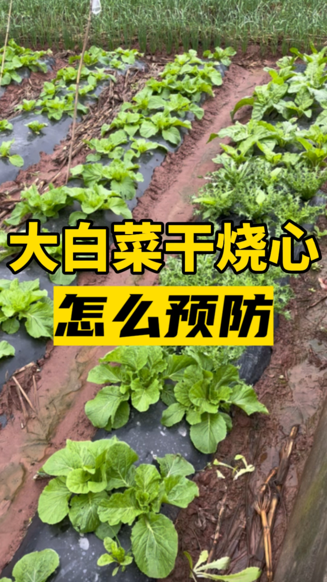 大白菜干烧心怎么预防?