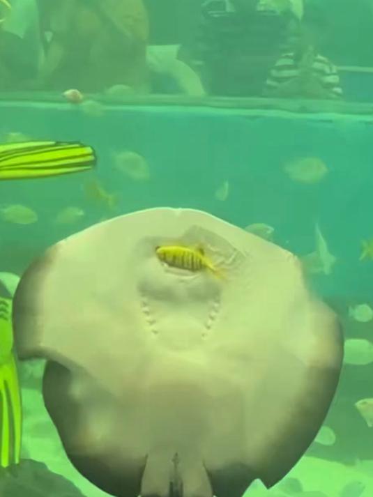 鱼儿们都在海洋馆“上班”,魔鬼鱼当着游客面把“同事”给吃了