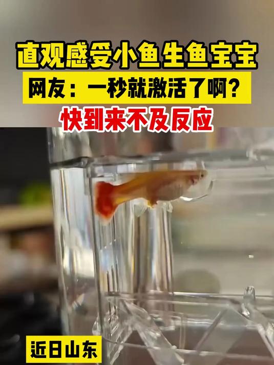 直观感受小鱼生鱼宝宝,网友:一秒就激活了啊?快到来不及反应