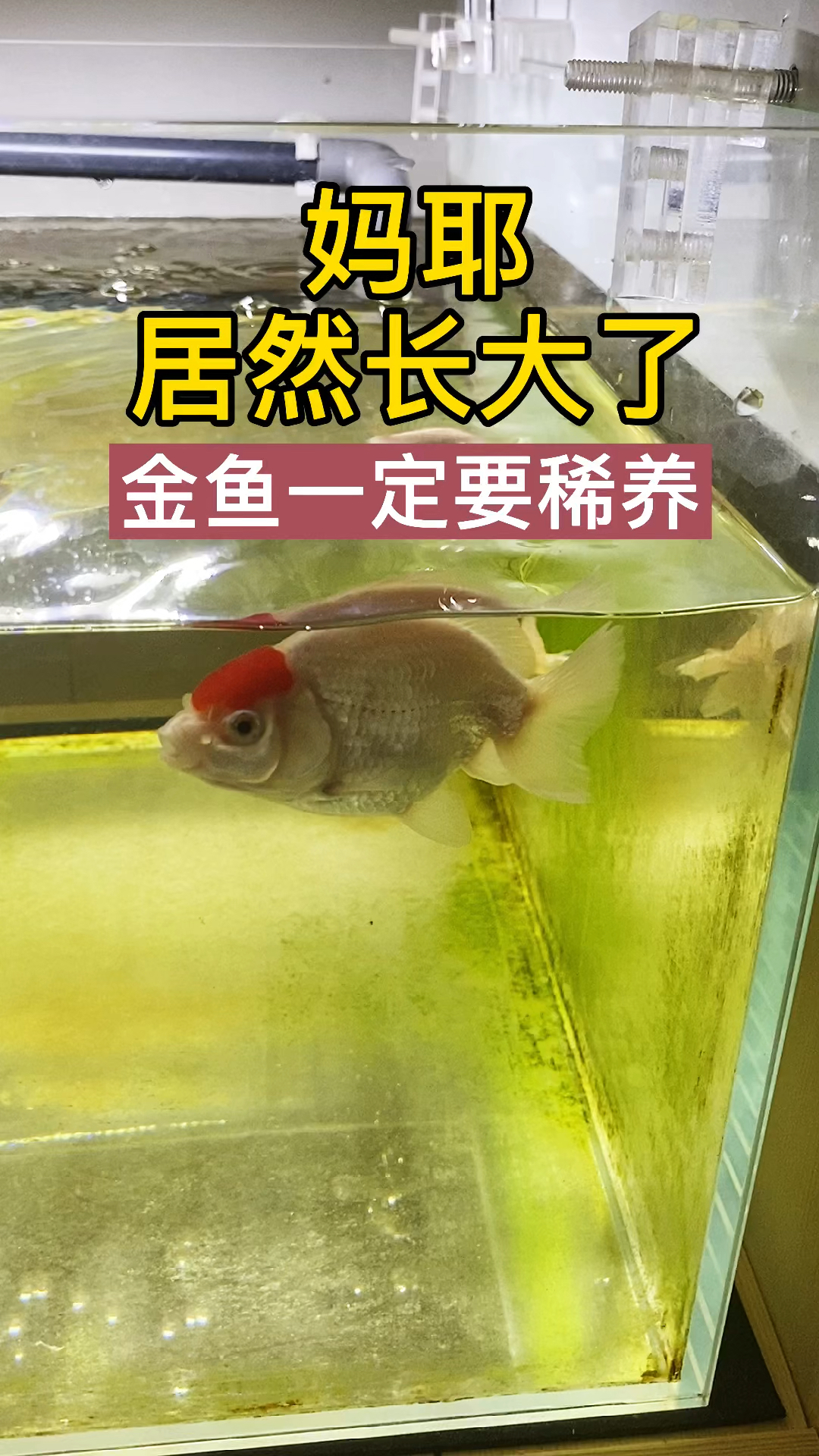 金鱼一定要稀养,这样长得大