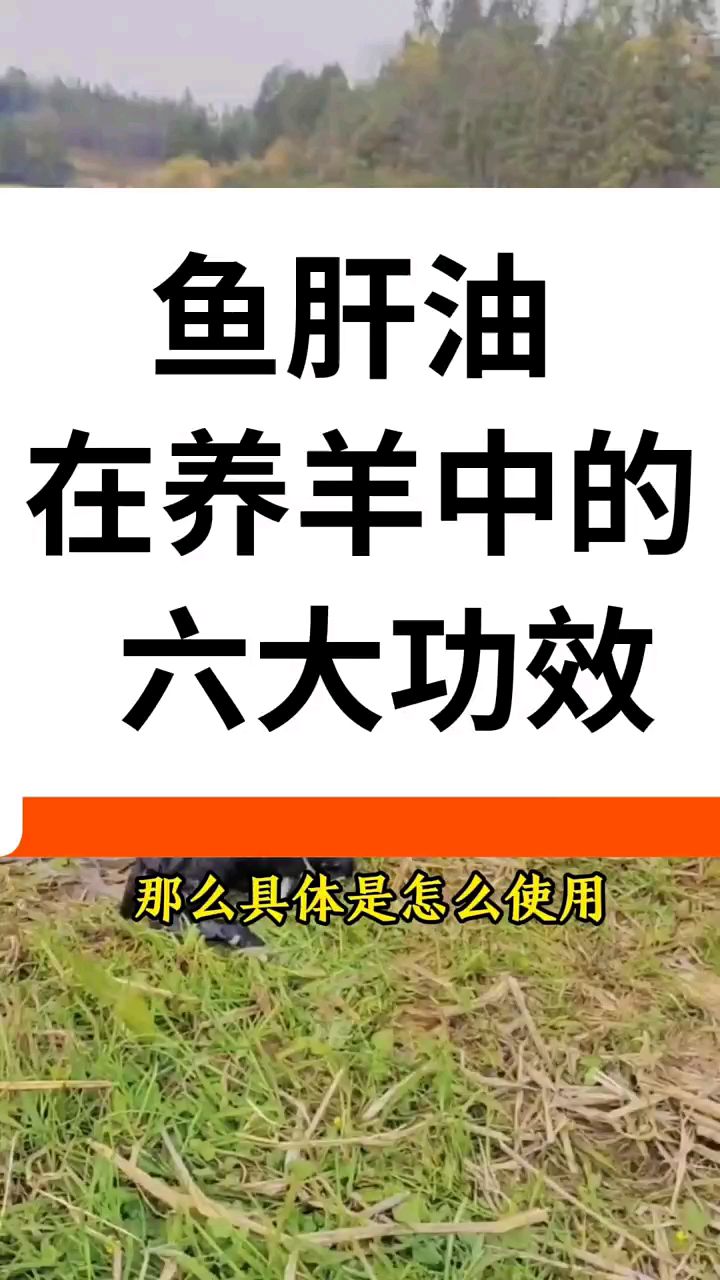 鱼肝油喂羊的六大功效