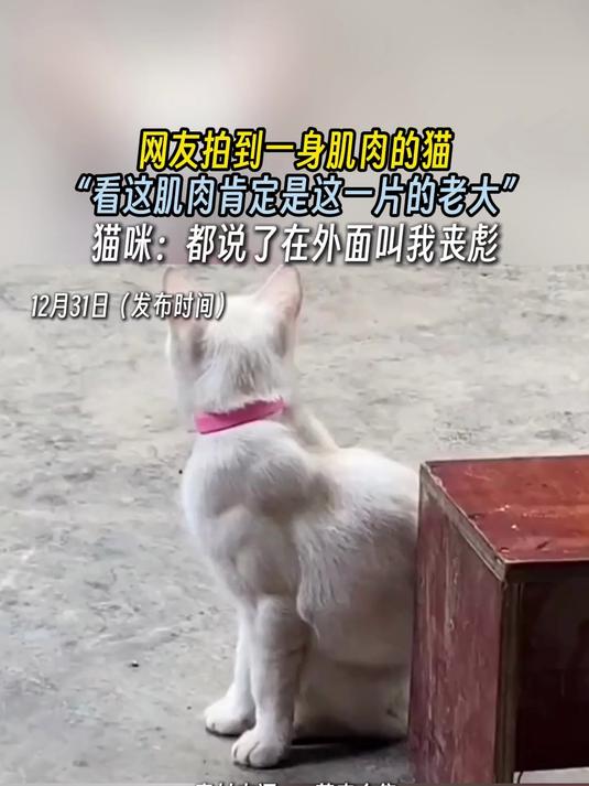 网友拍到一身肌肉的猫，“看这肌肉肯定是这一片的老大”