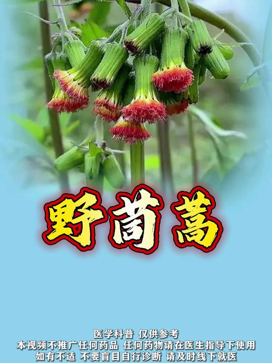 野茼蒿荒野里的革命菜