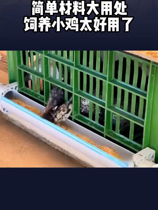 牛人自制小鸡窝简单材料大用处饲养小鸡太好用了!