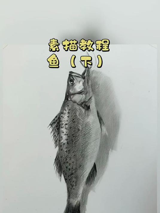 素描写实 鱼的下期视频教程