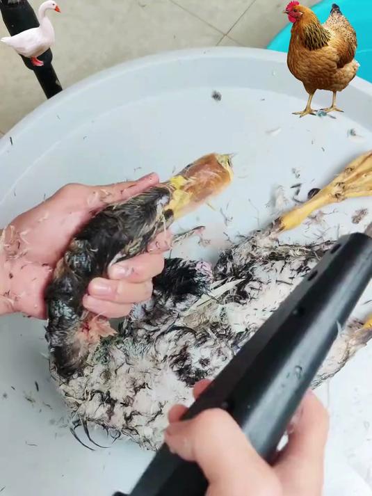 拔鸡鸭鹅毛不用愁!拔毛器几分钟搞定,不费力还脱得干净