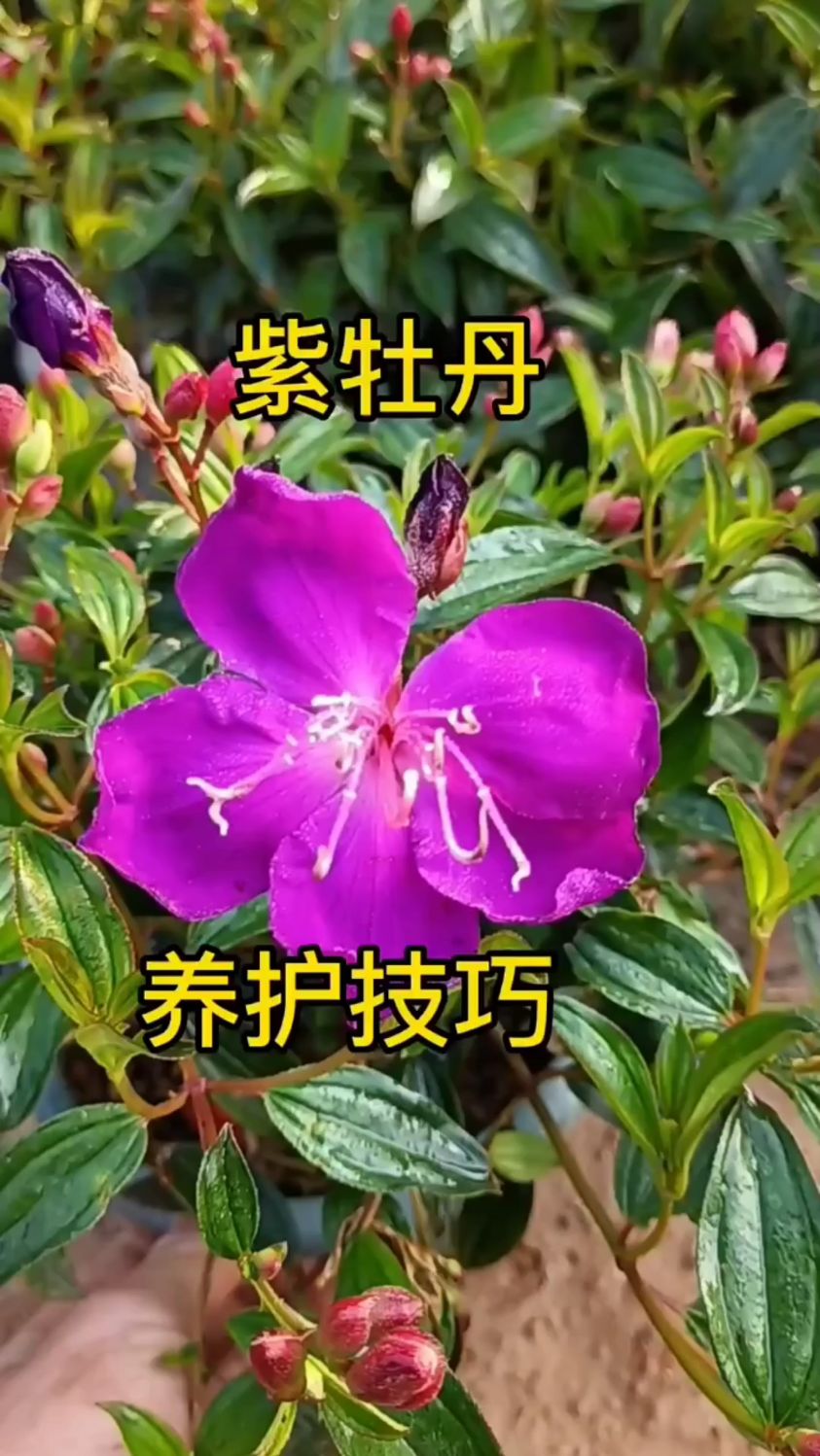 紫牡丹养护方法