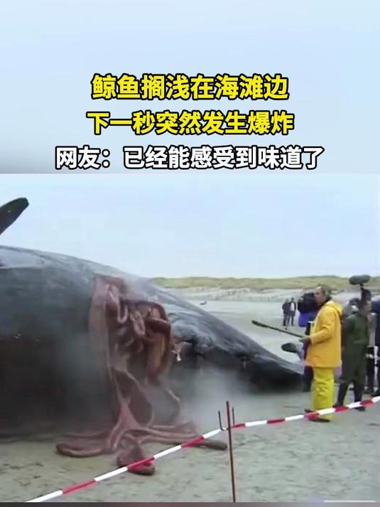 鲸鱼搁浅在海滩边 下一秒突然发生爆炸 网友:已经能感受到味道了