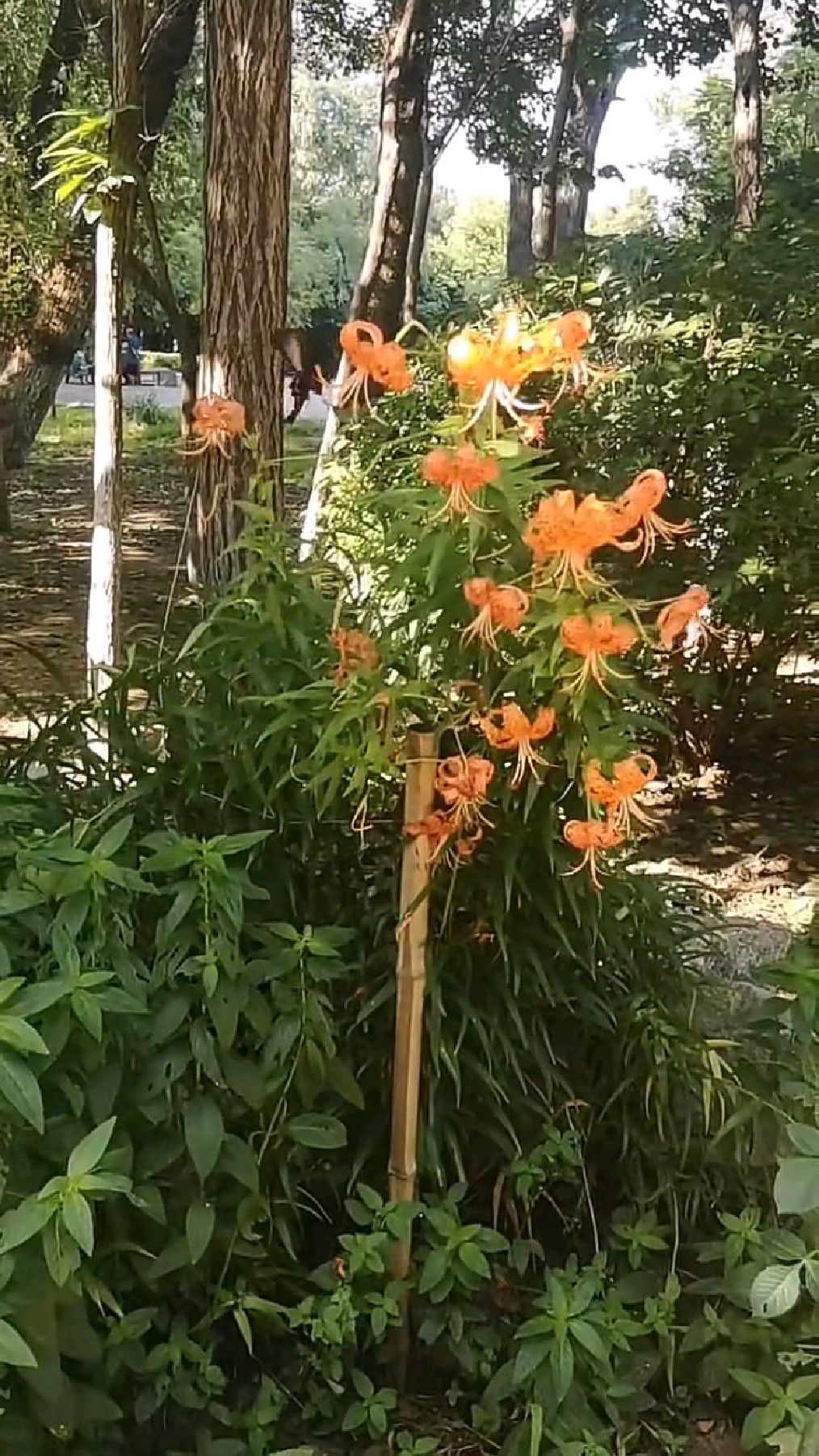 卷帘花配黑蝴蝶