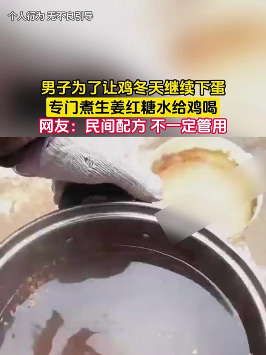 男子为了让鸡冬天继续下蛋,专门煮生姜红糖水给鸡喝,网友:民间配方 不一定管用