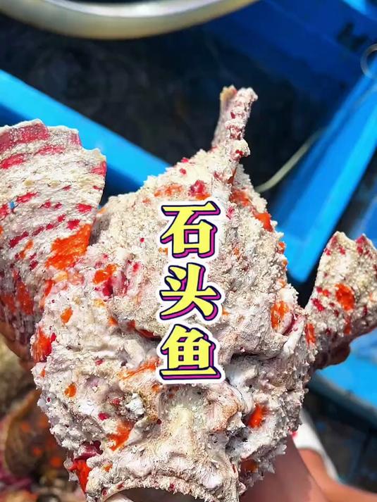 南海奇珍之一石头鱼，肉质鲜甜，口感美味