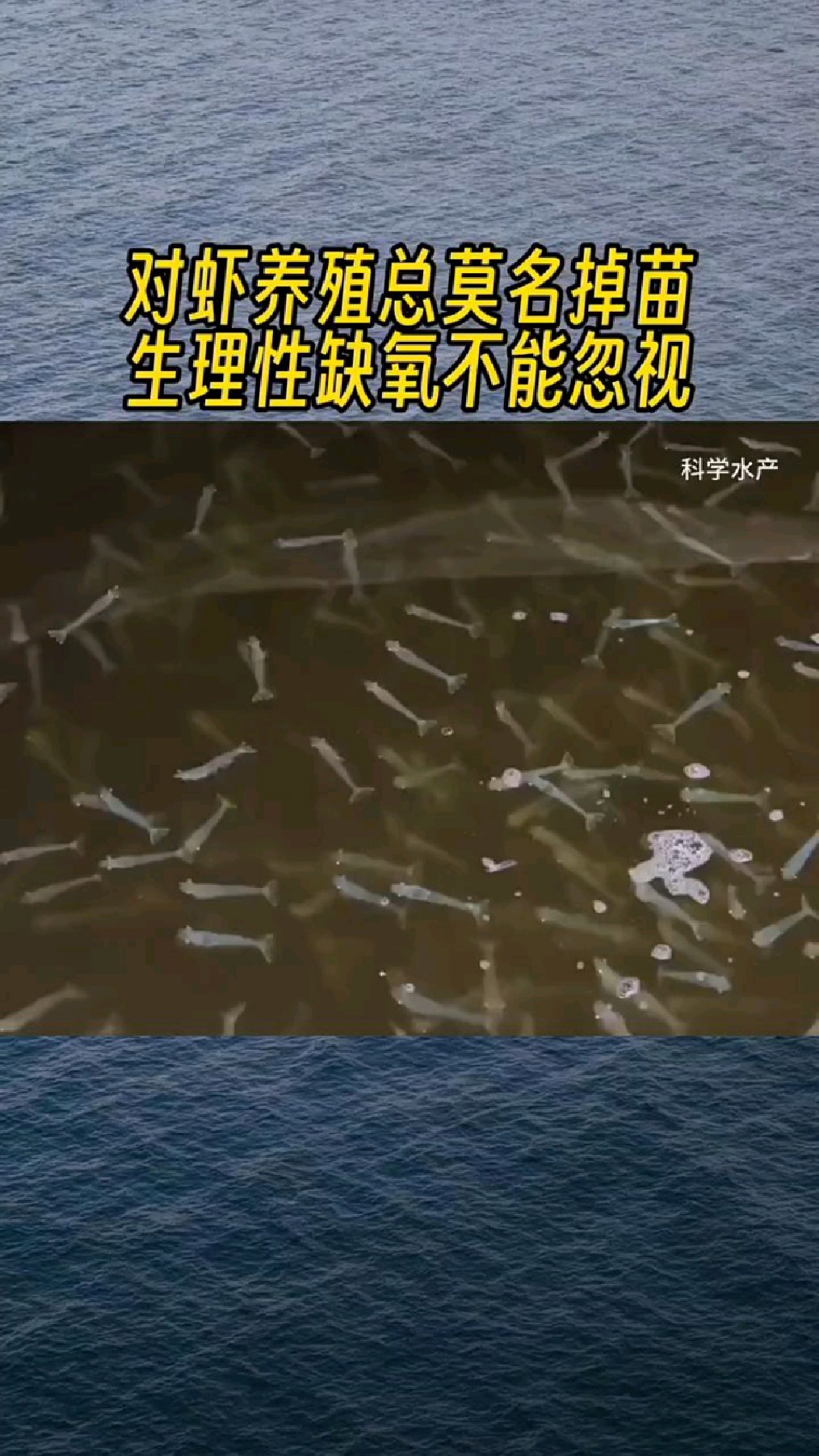 对虾掉苗什么原因