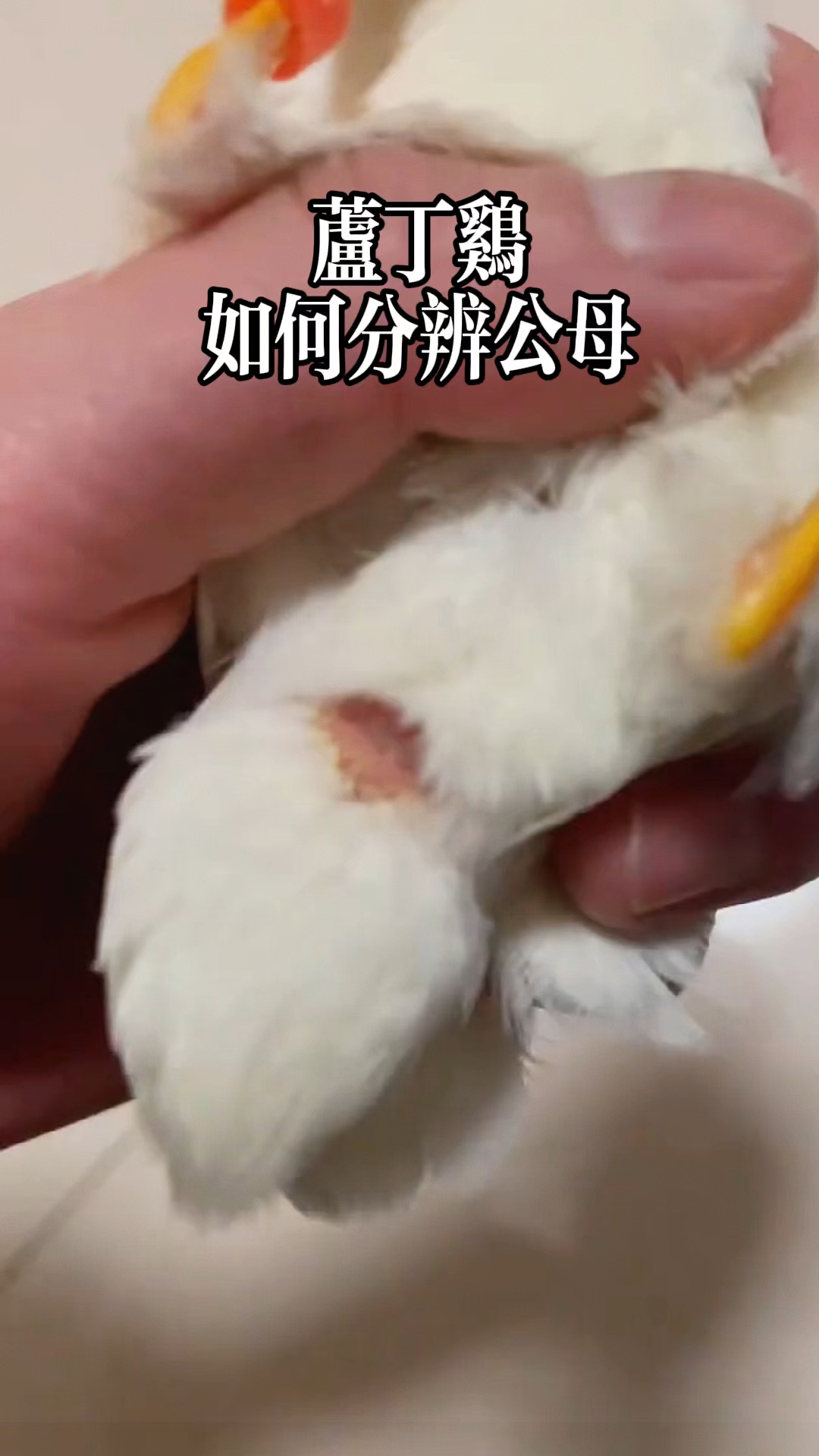 芦丁鸡公母分辨方法成功率99.99%
