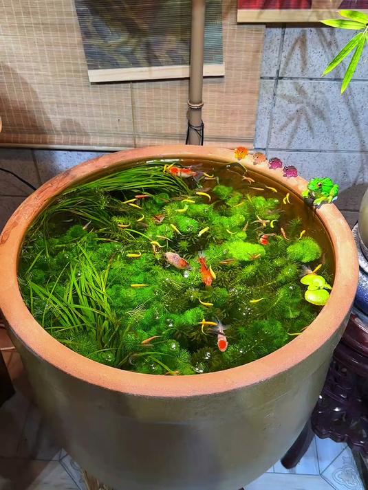 古法生态缸养鱼，如何让鱼缸水质清澈透亮，一个视频教你正确开缸