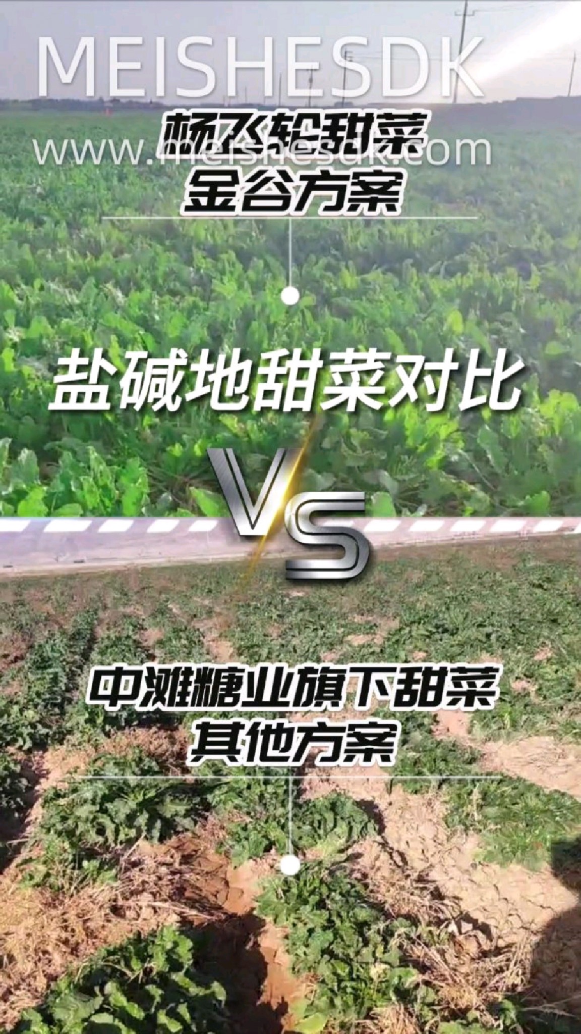 内蒙古盐碱地甜菜示范田,效果对比明显!