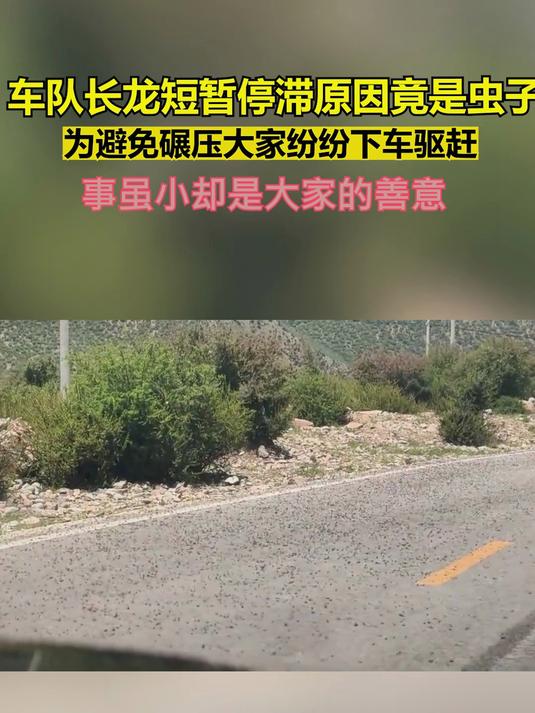 车队长龙短暂停滞原因竟是虫子 为避免碾压大家纷纷下车驱赶