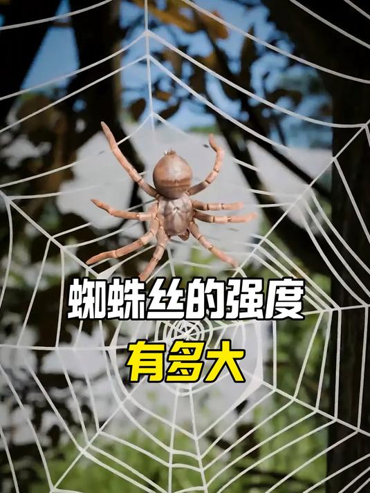 蜘蛛丝的强度有多大,铅笔粗细就能吊起一辆小卡车