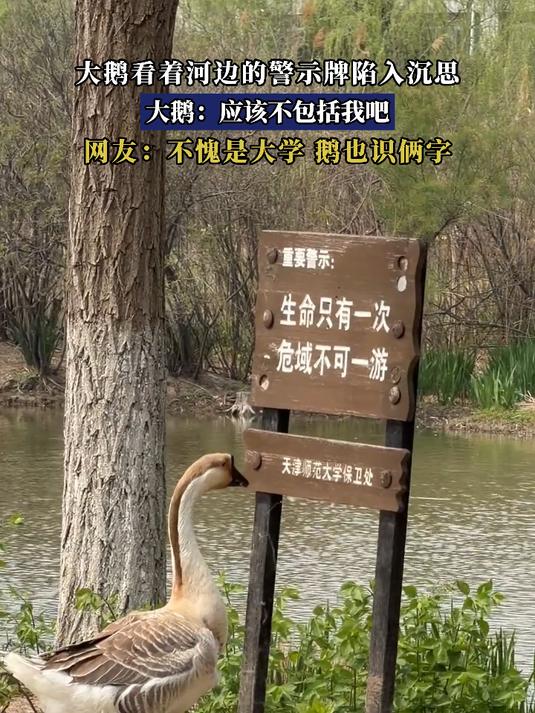 大鹅看着河边的警示牌陷入沉思，大鹅：应该不包括我吧