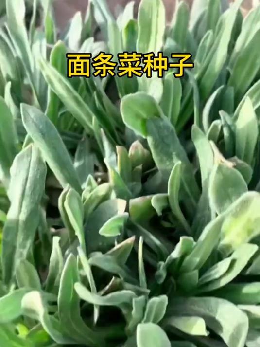 尝一口四季种植的面条菜,感受多种美味吃法!