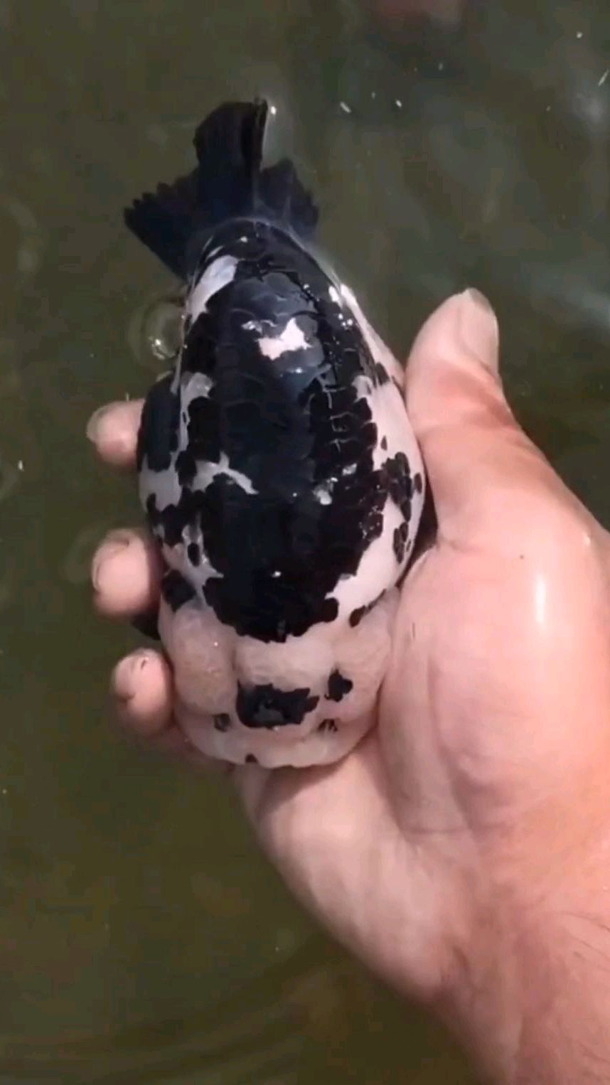 极品白底重墨。更多奶牛兰寿金鱼