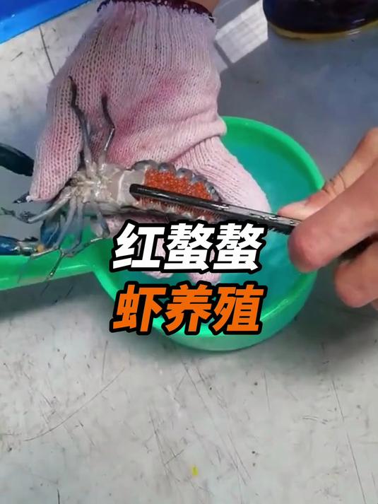 红螯螯虾养殖