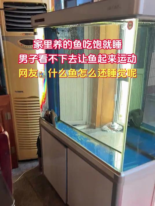 家里养的鱼吃饱就睡,男子看不下去让鱼起来运动