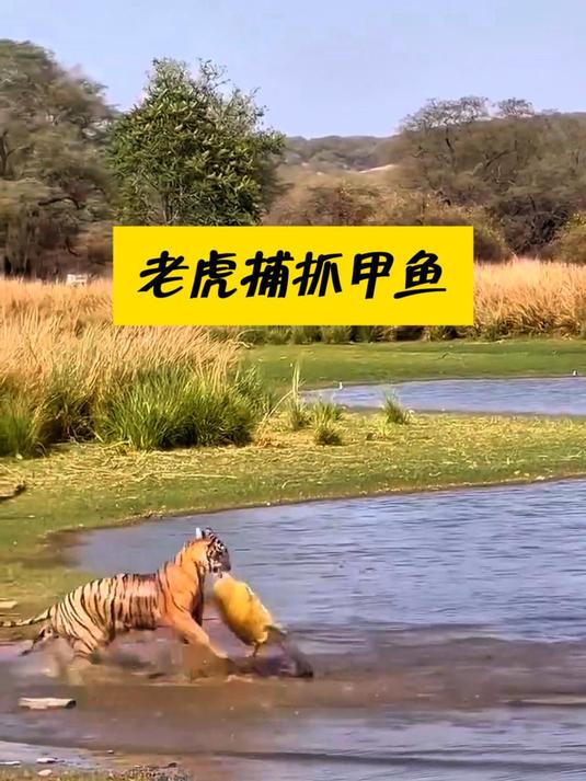 老虎抓到一只百年甲鱼,这下能好好补补身子了