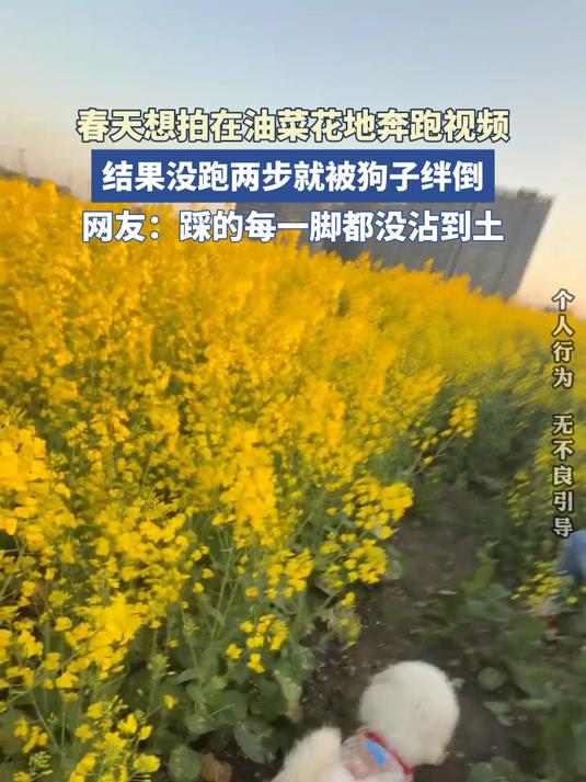 春天想拍在油菜花地奔跑视频,结果没跑两步就被狗子绊倒。#花满春城我代言#