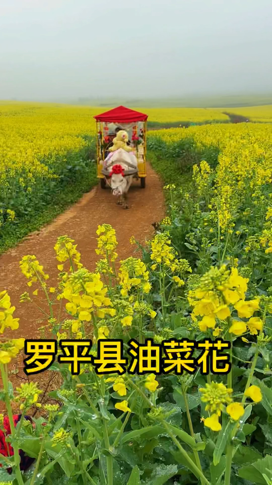 罗平田园油菜花风景