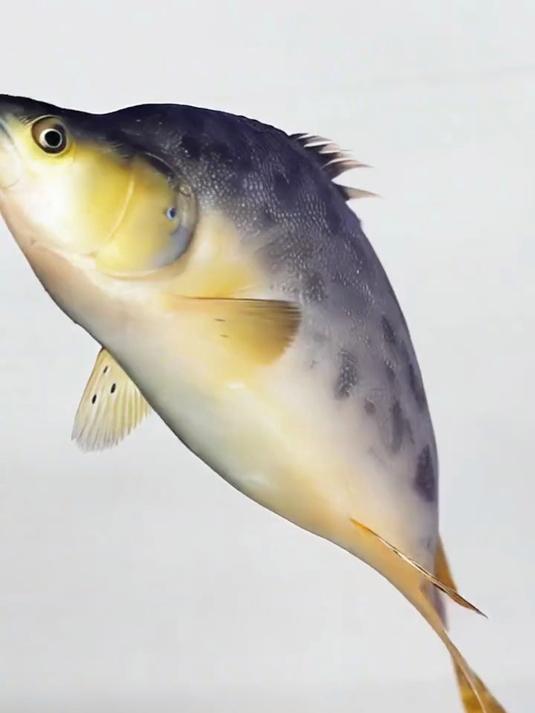 沉浸式体验大师画鳜鱼