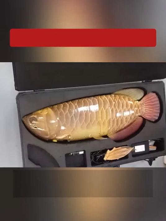 仿生金龙鱼集成了多种传感器和全局视觉控制技术