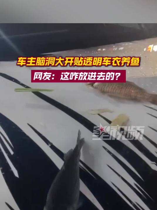 车主脑洞大开贴透明车衣,车前盖养鱼还放葱姜蒜,网友:水煮鱼?