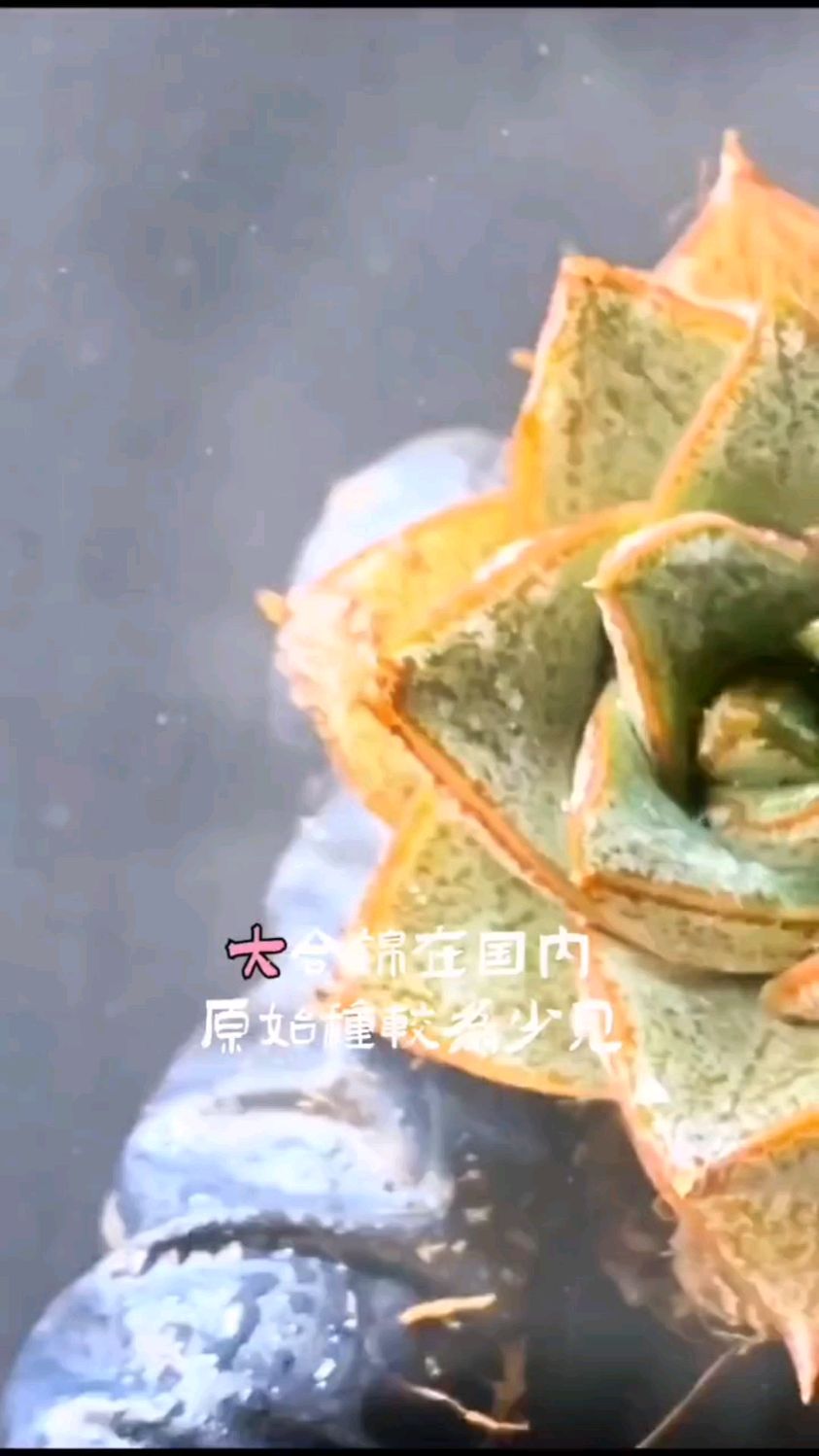 多肉大和锦的种植方法
