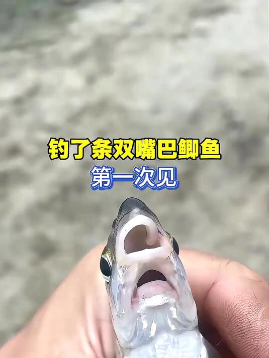 钓了条双嘴巴鲫鱼