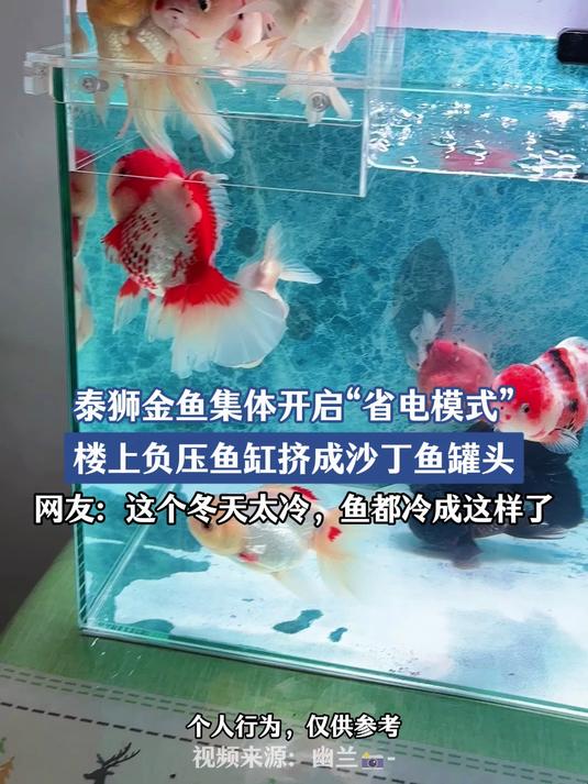 泰狮金鱼集体开启“省电模式”,楼上鱼缸挤成沙丁鱼罐头