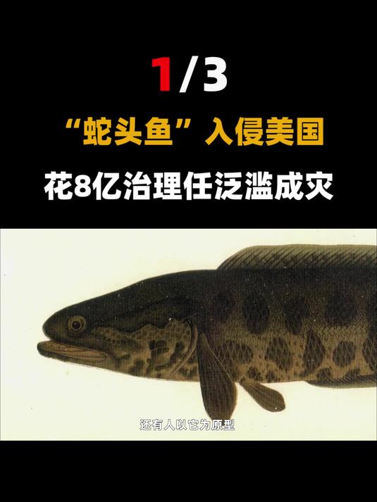 浑身蛇纹和粘液,美国称呼它为“地狱鱼”,在我国却上了餐桌