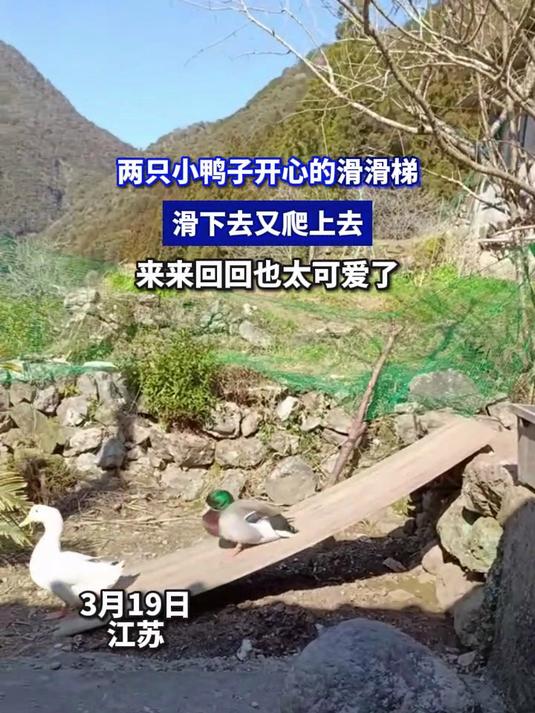 两只小鸭子开心的滑滑梯,滑下去又爬上去,来来回回也太可爱了
