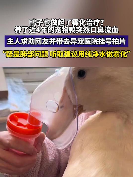 鸭子也做起了雾化治疗?养了近4年的宠物鸭突然口鼻流血
