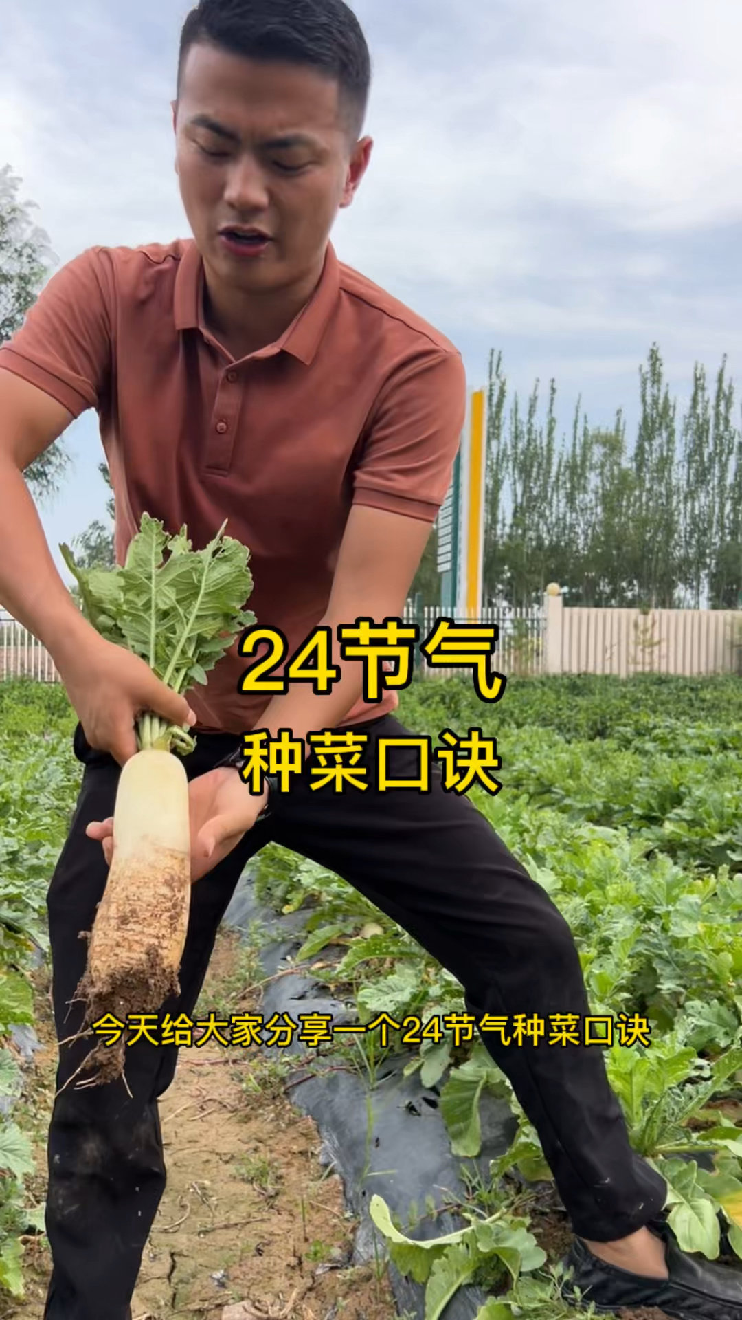 24节气种菜口诀